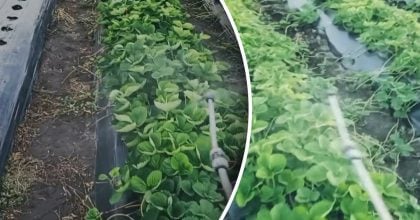 Полуницю вже час готувати до зими: що дати кущам у вересні та жовтні