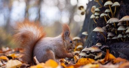 Антициклон змінить погоду в Україні: коли температура підніметься до +23