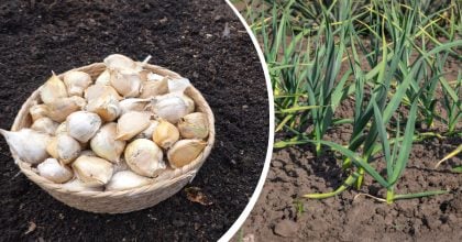Озимий часник дасть рекордний урожай: які культури посадити поруч