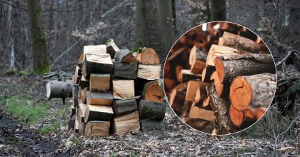 Без штрафу і дозволів: які дрова можна збирати в лісі восени