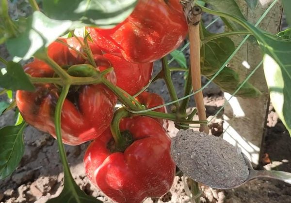 Зелёные перцы массово краснеют: секрет сентябрьской подкормки кустов