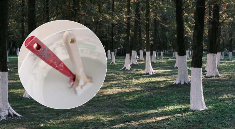 Як сказати українською "ізвєсть": більшість досі говорить неправильно
