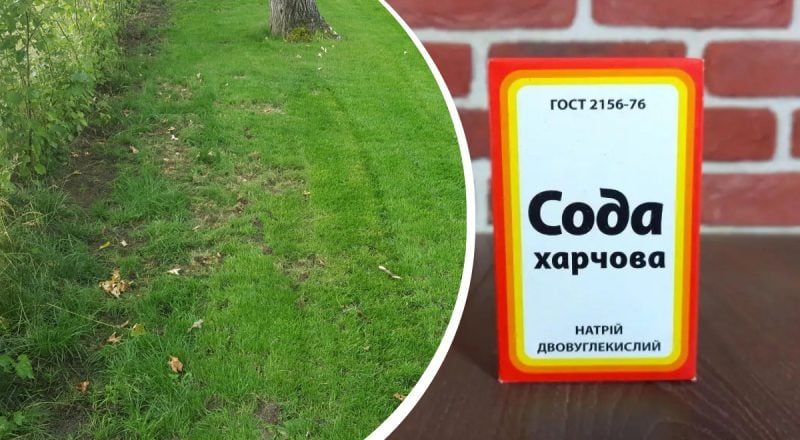 Газон не заросте мохом і бурʼянами: що потрібно зробити перед настанням холодів