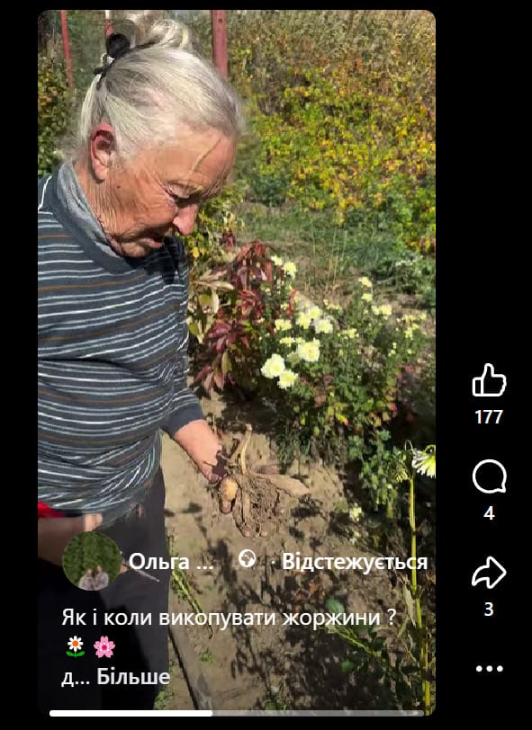 Жоржини можуть не пережити зиму: коли їх потрібно викопувати