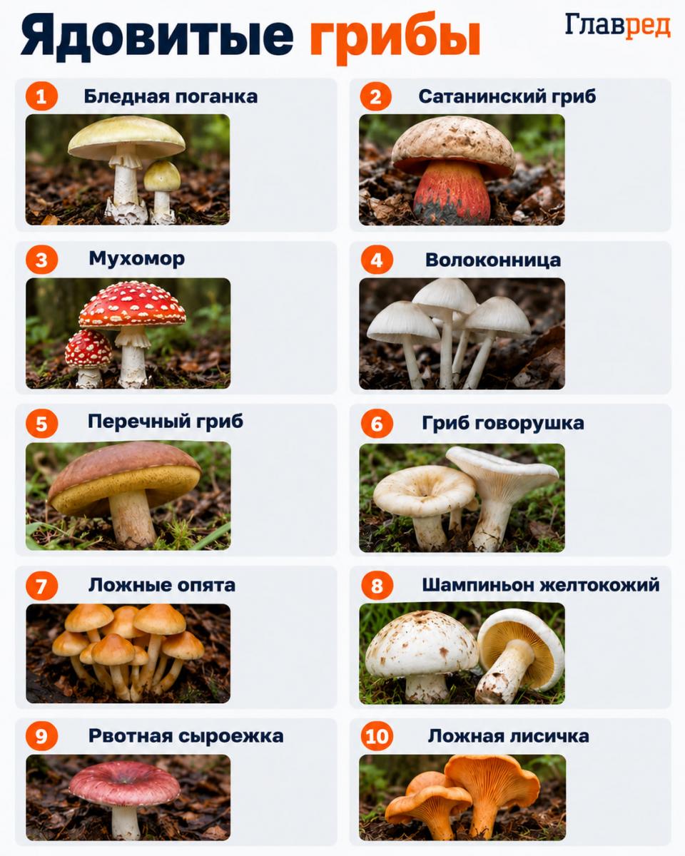 Ядовитые грибы