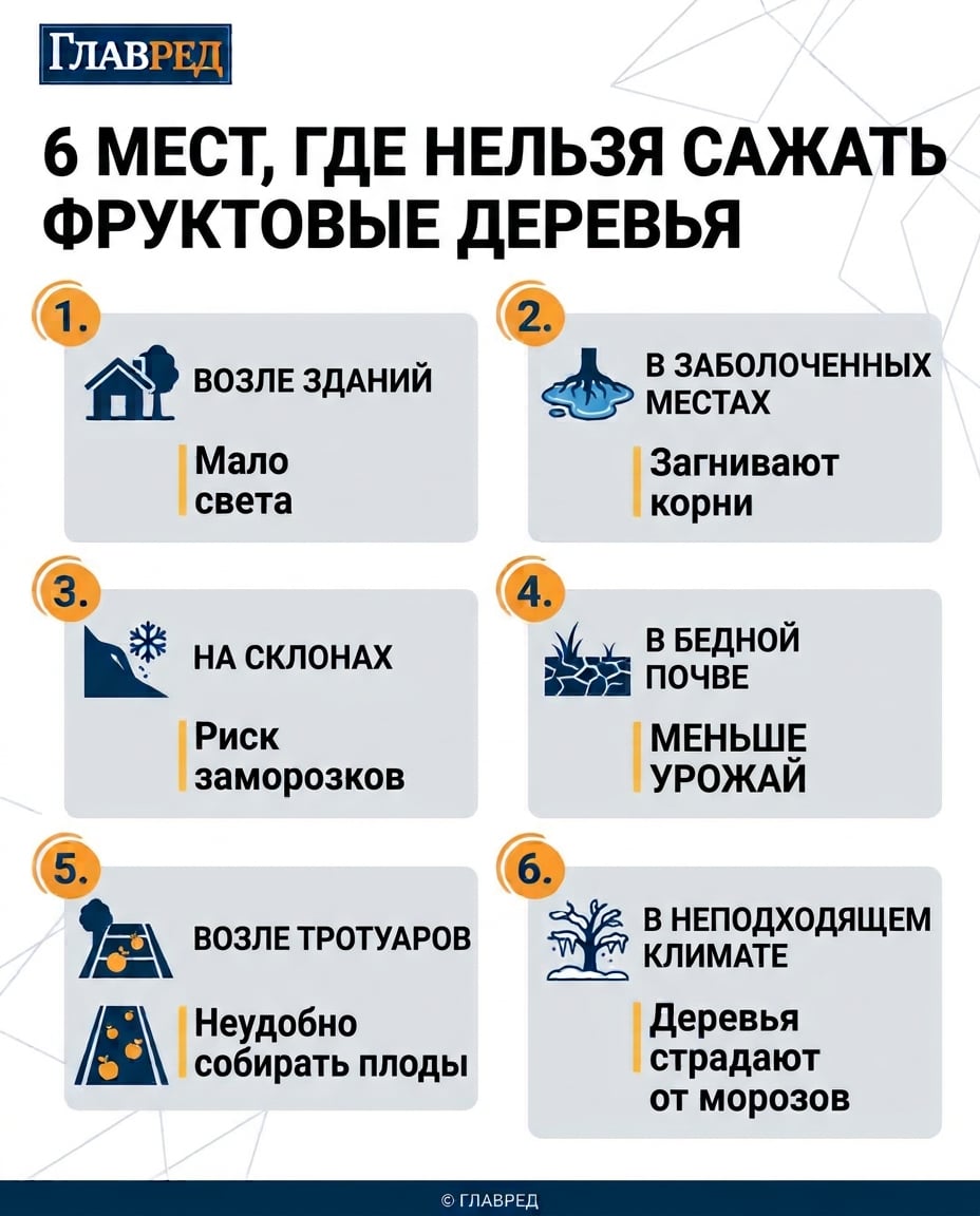 Где нельзя сажать фруктовые деревья