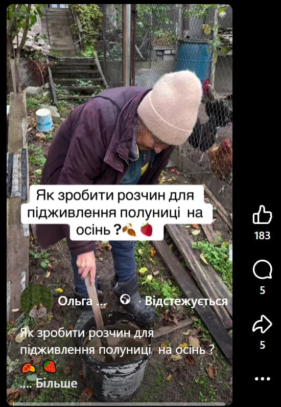 Всього одна склянка під кожен кущ: чим підживити полуницю восени Всього одна склянка під кожен кущ: чим підживити полуницю восени