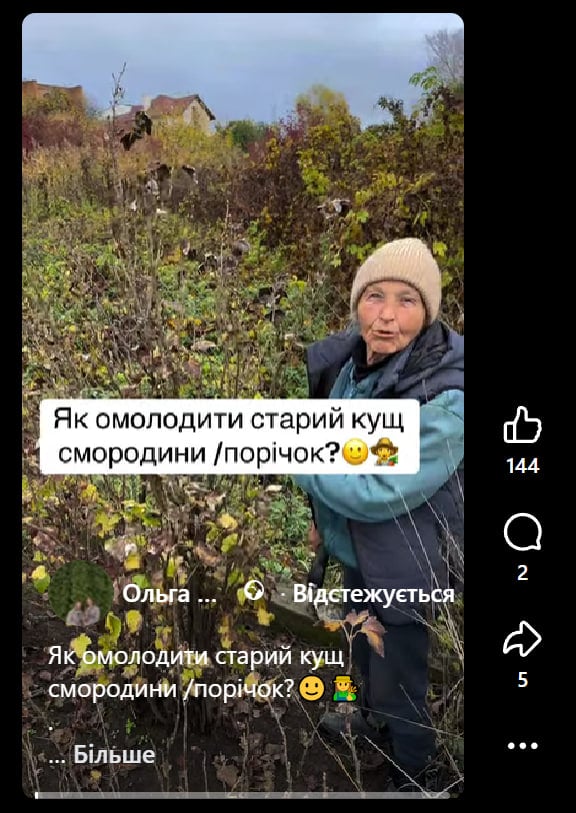 Кущі будуть всипані великими ягодами: як омолодити стару смородину восени Кущі будуть всипані великими ягодами: як омолодити стару смородину восени