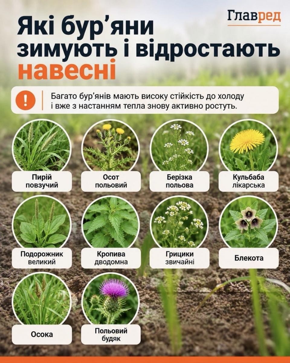 Морози їх не вб'ють: які бур'яни треба видалити з грядок восени