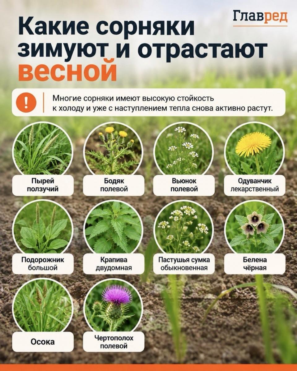 Многолетние сорняки Многолетние сорняки