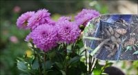 Когда выкапывать георгины осенью: простой способ сохранить клубни до весны