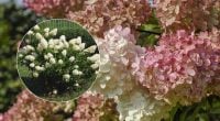 Гортензия зацветет пышнее: что нужно сделать с корнями осенью