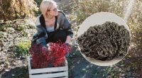 Садоводов призывают разложить на улицу щетки для мытья посуды: в чём причина