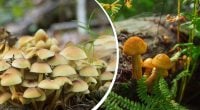 Виглядає як звичайний опеньок: який гриб не можна класти до кошика
