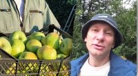 Щоб навесні сад не хворів — виконують одну обов'язкову процедуру восени