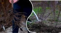 Осень или весна — когда сажать деревья: правила успешного укоренения