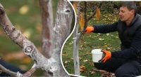Не для краси і не від морозу: чому насправді білять дерева восени