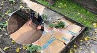 Зачем осенью накрывать грядки картоном: что произойдет с сорняками к весне