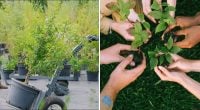 Саджанці з відкритою кореневою системою: скільки часу вони можуть чекати на посадку