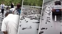 Дождь из живых рыб — реальность: учёные назвали причину редкого погодного явления