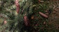 Хвойні голки для саду й городу: 4 способи застосувати опад із користю