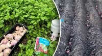 Как замочить озимый чеснок перед посадкой: сколько соли нужно для обработки