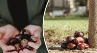 Заменит всю бытовую химию в доме: как использовать каштаны