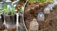 Зачем огородники втыкают пластиковые бутылки в землю осенью