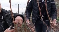 Як підготувати виноград до зими: коли обрізати лозу та як захистити від морозів