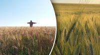 Що зробити з порожніми грядками восени: простий спосіб захистити ґрунт