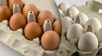 Почему одни яйца белые, а другие коричневые: о чём не рассказывают покупателям