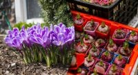 Последний шанс перед морозами: когда ещё можно сажать луковицы весенних цветов