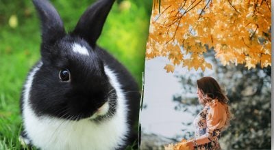 Китайский гороскоп на октябрь: Драконам — испытания, Кроликам — удача