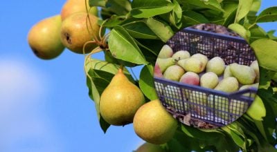 Груші зберігатимуться усю зиму: що слід зробити після збору урожаю