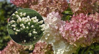 Гортензия зацветет пышнее: что нужно сделать с корнями осенью