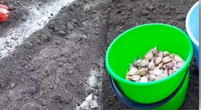 Как правильно посадить чеснок перед зимой