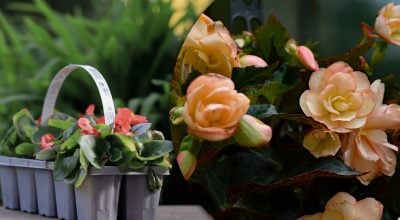Бегонія зацвіте ще пишніше наступного літа: що треба обовʼязково зробити в жовтні