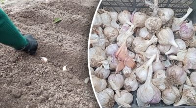 Великий часник без добрив і витрат: агроном назвав 3 прийоми для щедрого врожаю