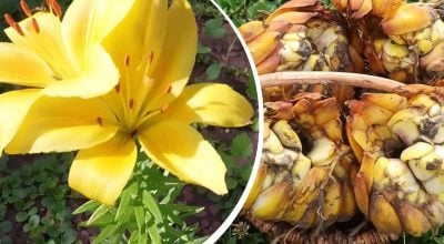 Лілії можуть згнити ще до морозів: яку помилку роблять садівники у жовтні