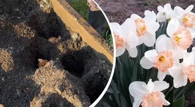 Нарциссы зацветут пышнее: что сделать с луковицами перед посадкой в октябре