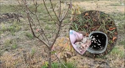Деревья могут не пережить зиму: какую ошибку нельзя допускать осенью