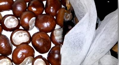 Каштани можуть відлякувати павуків