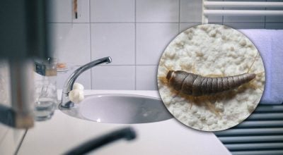 Лусочниці у ванній зникнуть за ніч: допоможе проста пастка Лусочниці у ванній зникнуть за ніч: допоможе проста пастка