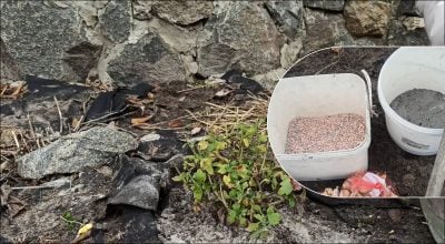 Зола підходить не для всіх грядок: у яких випадках вона може нашкодити