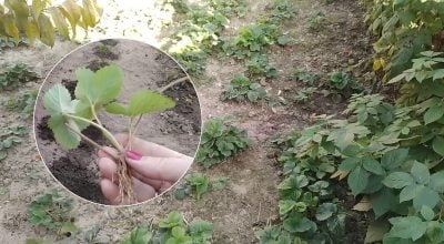 Осіння посадка полуниці: що зробити з грядкою для щедрого врожаю Осіння посадка полуниці: що зробити з грядкою для щедрого врожаю