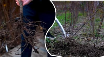 Які дерева можна висаджувати восени Які дерева можна висаджувати восени