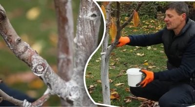 Не ради красоты и не из-за мороза: почему на самом деле деревья белеют осенью