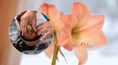 Яскраві квіти до Різдва: коли садити амариліс, щоб він зацвів саме вчасно Яскраві квіти до Різдва: коли садити амариліс, щоб він зацвів саме вчасно