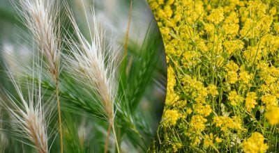 Які сидерати посіяти в жовтні: 3 найкращі культури для ґрунту