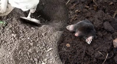 Як прогнати кротів із ділянки без отрути: знадобляться лише вода та один засіб